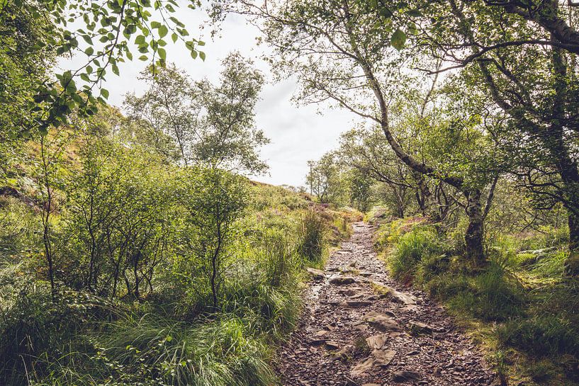 Waldweg in Schottland von Geke Woudstra