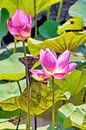 Heiliger Lotus von Eduard Lamping Miniaturansicht