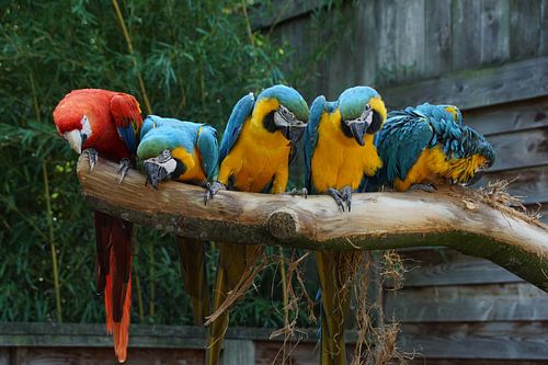 Papagei von G.m. Seuren