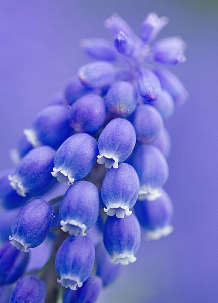 sneeuwklokje in het voorjaar macrofotografie par Sandra Keereweer