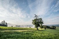 Morgennebel am Berghäusl bei Röhrnbach