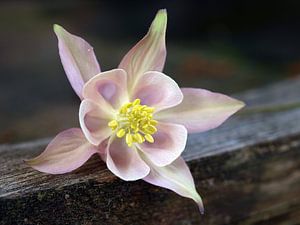 Nature morte d'une fleur de Columbine sur bois non peinte sur Edwin Butter