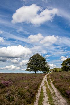 Arbre sur la lande. sur Floyd Angenent