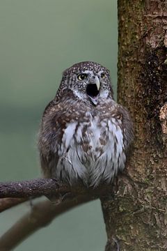 Eurasian Pygmy Owl /  Pygmy Owl (Glaucidium passerinum) perched in a tree, calling, its beak wide op van wunderbare Erde