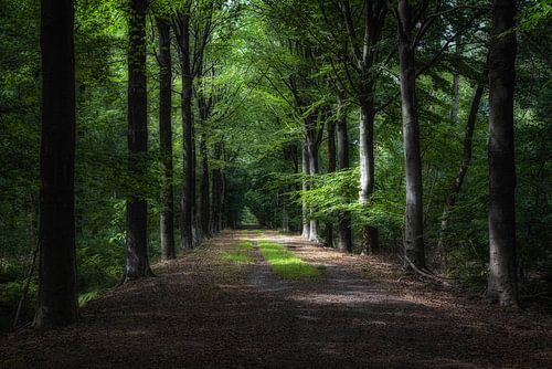 Wandelpad in het Drongengoedbos.