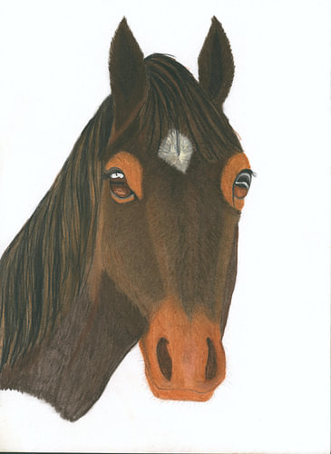 Paardenportret