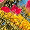 Grand champ plein de tulipes sur Stedom Fotografie