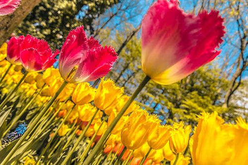 Grand champ plein de tulipes