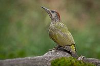 Green woodpecker by Jan Jongejan thumbnail