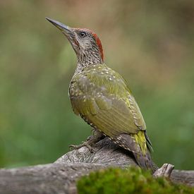 Green woodpecker by Jan Jongejan
