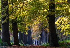 Heilooerbos am Sonntagmorgen von Evert Middelbeek