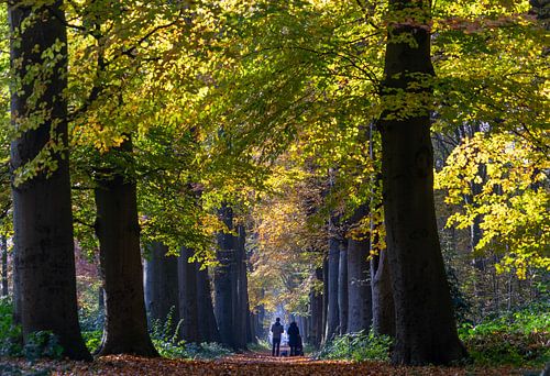 Heilooerbos on Sunday morning