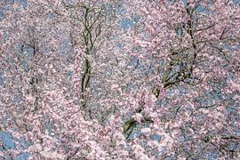 cherry blossom by Caroline Drijber