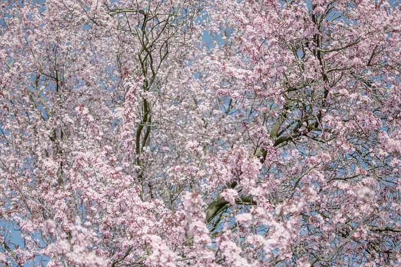 Kirschblüte von Caroline Drijber