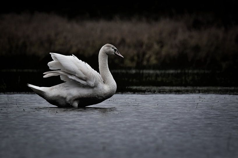 Der elegante Schwan von Marvin Van Haasen