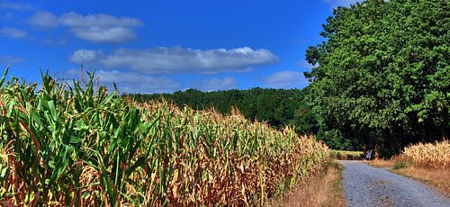 Maïsveld panorama