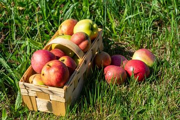 Récolte de pommes en automne Panier de pommes sur Animaflora PicsStock