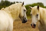 Konikpaarden in de Camarque par Alice Berkien-van Mil Aperçu