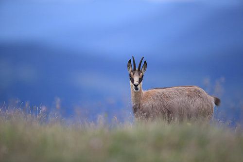 Gemzen (Rupicapra rupicapra) Vogezen, Frankrijk