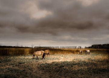 Vier Konikspaarden in de Oostvaardersplassen van CluitZicht | Pepijn Cluitmans