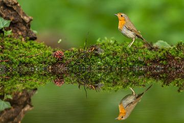 Roodborst van Andy Luberti