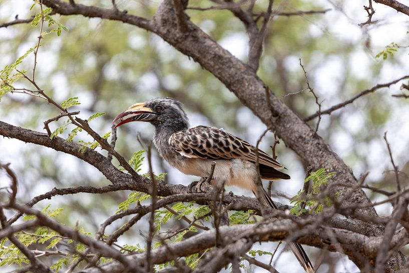 Calao africain par Maarten Borsje
