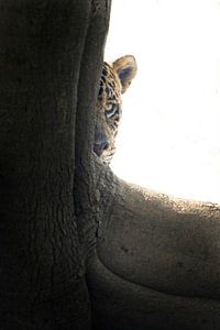 Peekaboo - Jaguar se cachant derrière un arbre sur Dirk-Jan Steehouwer