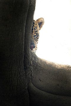 Peekaboo - Jaguar lurking from behind a tree by Dirk-Jan Steehouwer