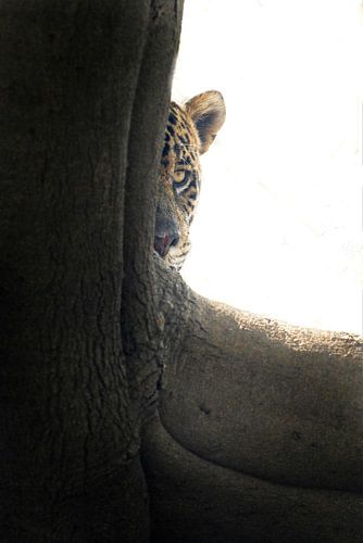 Peekaboo - Loerende Jaguar vanachter een boom van Dirk-Jan Steehouwer