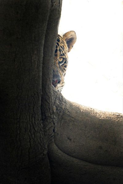 Peekaboo - Jaguar, der hinter einem Baum lauert von Dirk-Jan Steehouwer