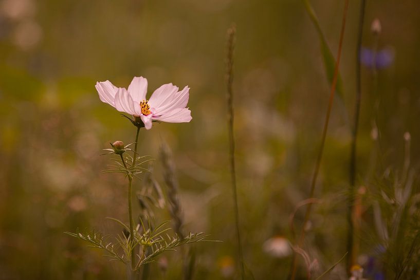 Flower from the wildflower field by Monique Zoutendijk