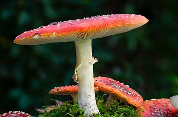 Vliegenzwam paddenstoel op mos van Jolanda de Jong-Jansen