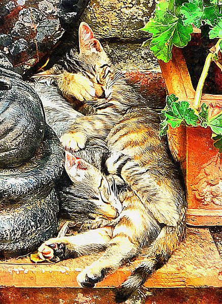 Kitten Snuggles by Dorothy Berry-Lound
