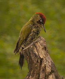 Groene specht, laat zich opdrogen. van Wouter Van der Zwan