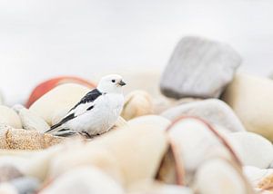 Schneeammer zwischen den Steinen