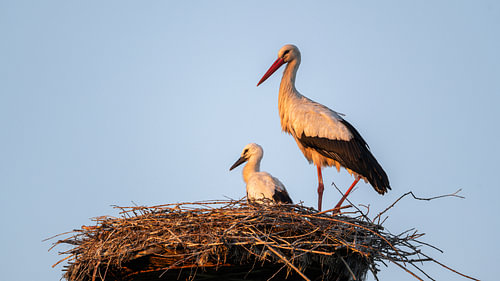 Ooievaar met jong op het nest