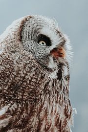 Portrait d'une chouette sur Melissa Peltenburg