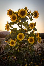 Sunflower Sunflower by Marlen Rasche