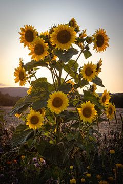 Sonnenblume Sunflower von Marlen Rasche