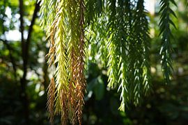 groen in de zon van foto's van gijs