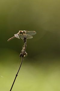 Libelle lachend groen von Sascha van Dam