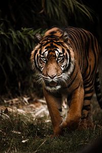 Le tigre en mouvement