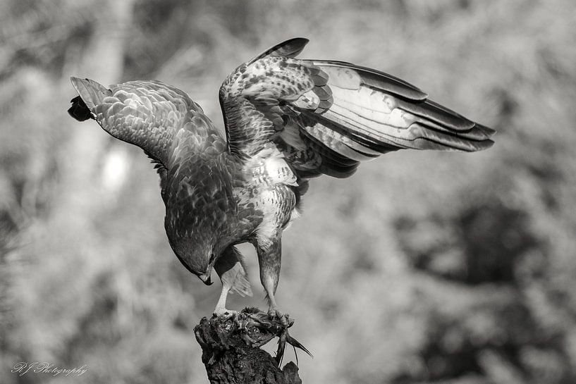 Bussard in Schwarz und Weiß von Rob Jansen