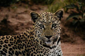Le regard inquisiteur d'un léopard à Okonjima sur Leen Van de Sande