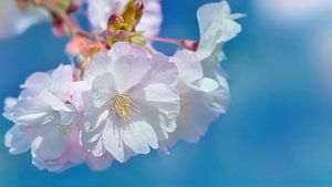 Kirschblüten