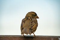 Juveniele mus