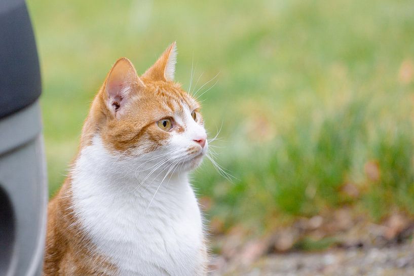 Un chat regarde un oiseau dans un arbre par Angela Kiemeneij