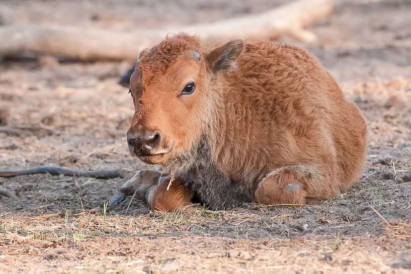 Bison : Zoo de Blijdorp par Loek Lobel