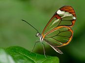 Glasvleugel vlinder - Glasswing butterfly van Michelle Coppiens thumbnail