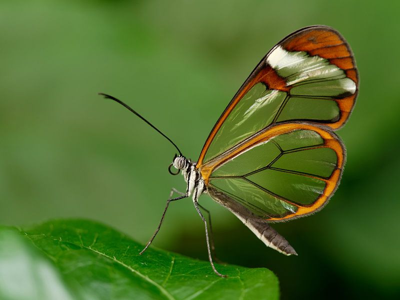 Glasvleugel vlinder - Glasswing butterfly van Michelle Coppiens